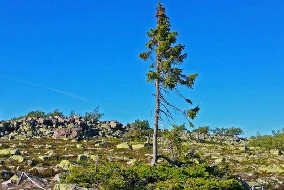 einzelner Baum